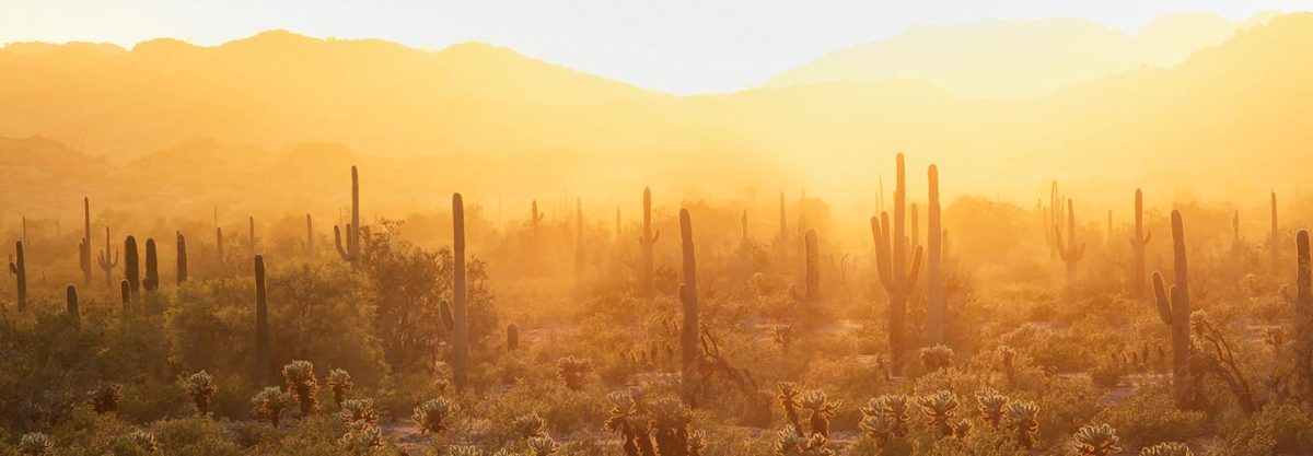 yellow sun cacti desert